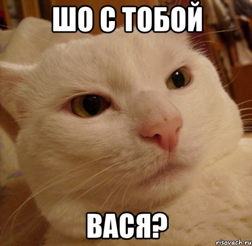 шо с тобой вася?