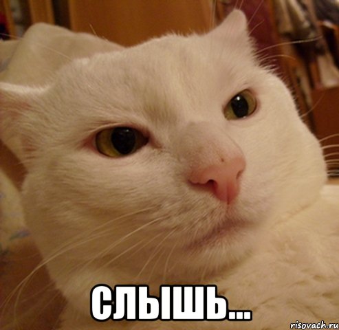  слышь...