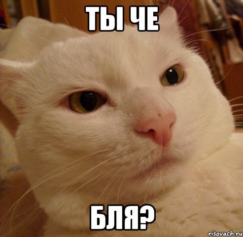 ты че бля?