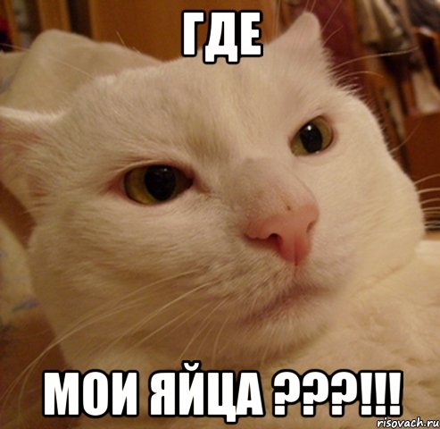 где мои яйца ???!!!
