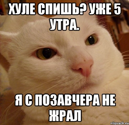 хуле спишь? уже 5 утра. я с позавчера не жрал