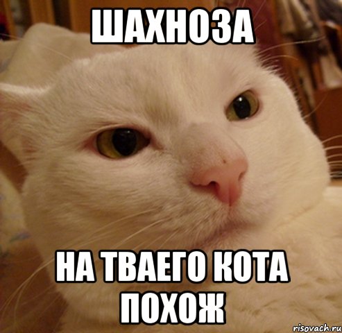 шахноза на тваего кота похож