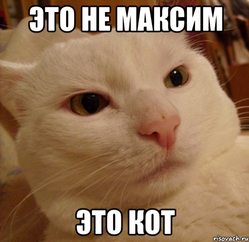 это не максим это кот