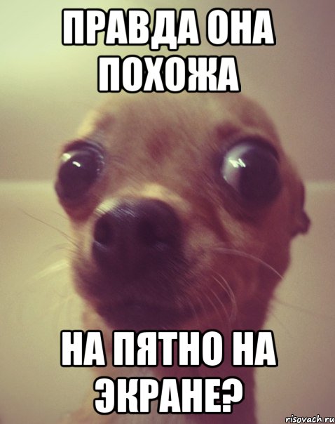 правда она похожа на пятно на экране?, Мем догги