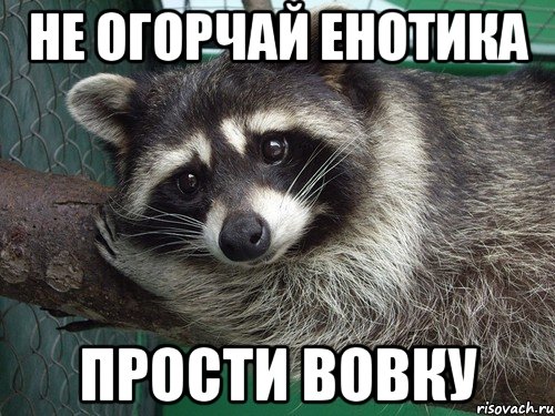 не огорчай енотика прости вовку