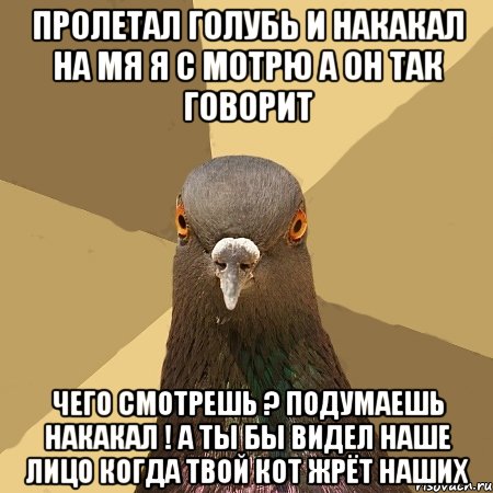 пролетал голубь и накакал на мя я с мотрю а он так говорит чего смотрешь ? подумаешь накакал ! а ты бы видел наше лицо когда твой кот жрёт наших, Мем голубь