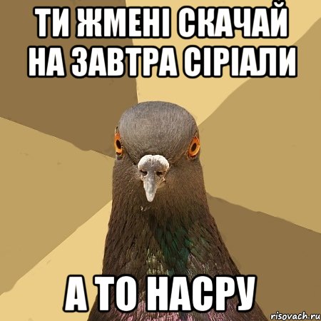 ти жмені скачай на завтра сіріали а то насру, Мем голубь