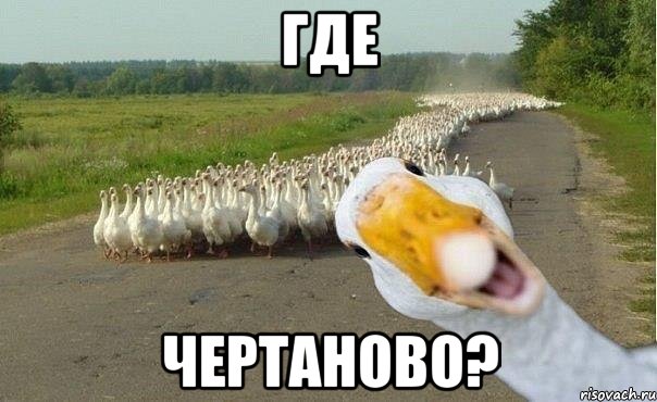 где чертаново?, Мем гуси