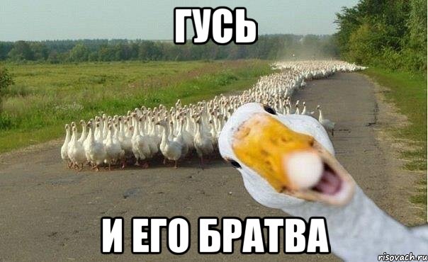 гусь и его братва, Мем гуси