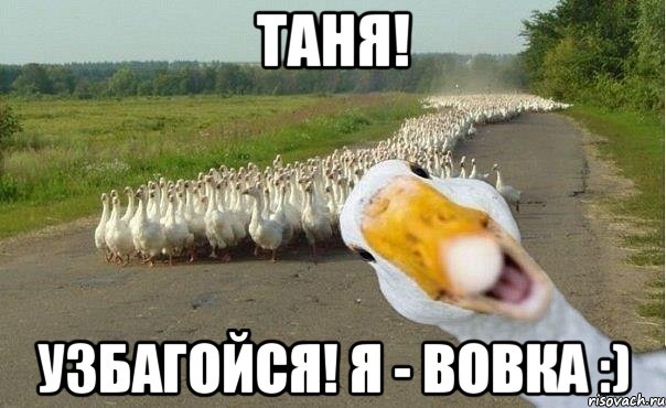 таня! узбагойся! я - вовка :), Мем гуси