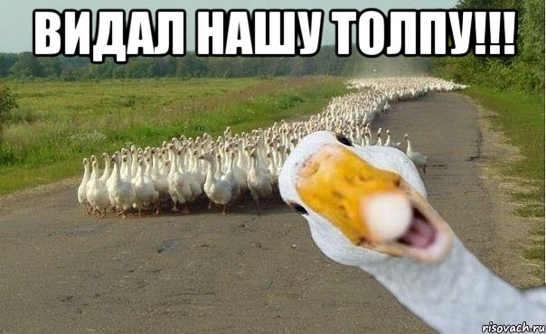 видал нашу толпу!!! , Мем гуси