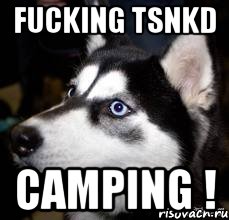 fucking tsnkd camping !, Мем Хаски заебали