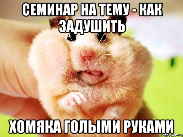 семинар на тему - как задушить хомяка голыми руками