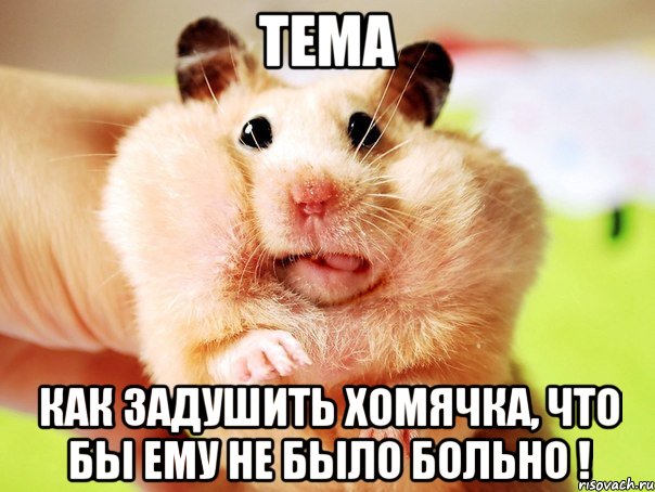 тема как задушить хомячка, что бы ему не было больно !, Мем хомяк