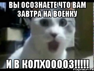вы осознаете что вам завтра на военку и в колхооооз!!!, Мем Кот удивляется