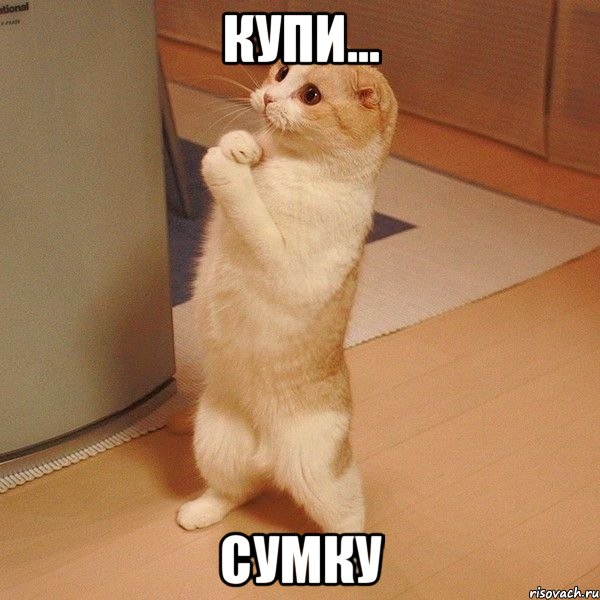 купи... сумку, Мем  котэ молится