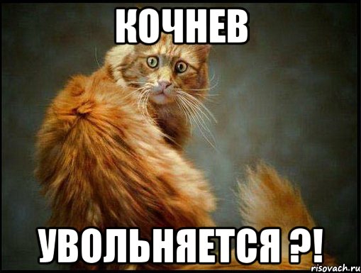 кочнев увольняется ?!, Мем Котэ