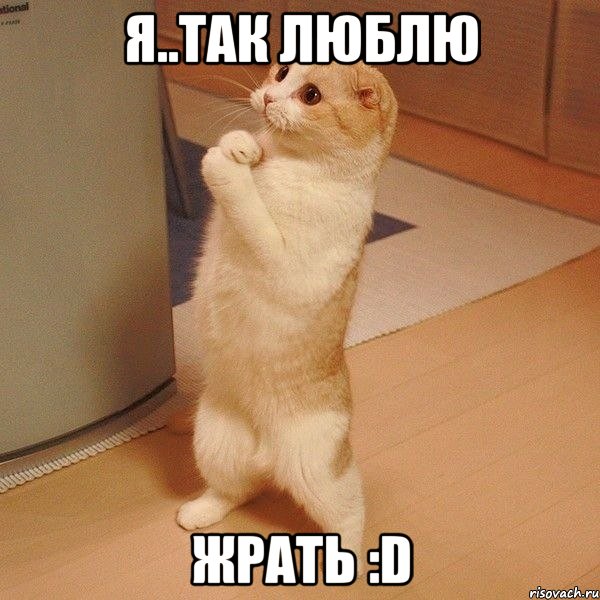 я..так люблю жрать :d, Мем  котэ молится