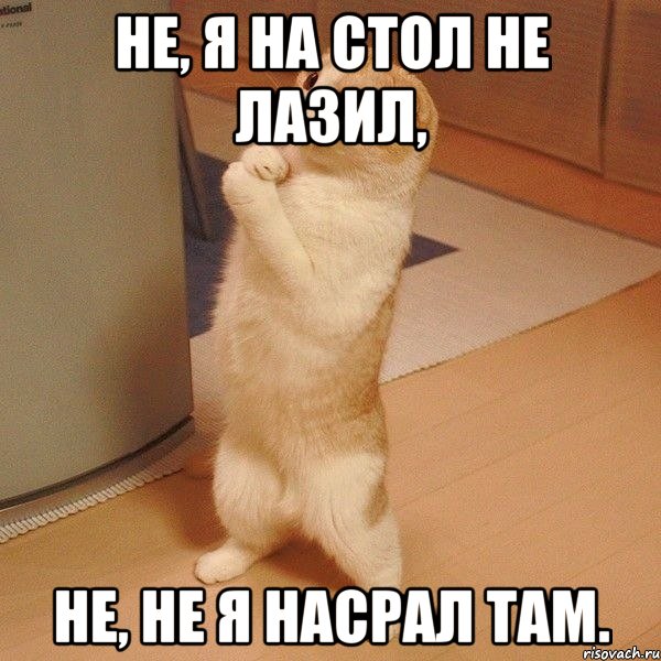 не, я на стол не лазил, не, не я насрал там., Мем  котэ молится