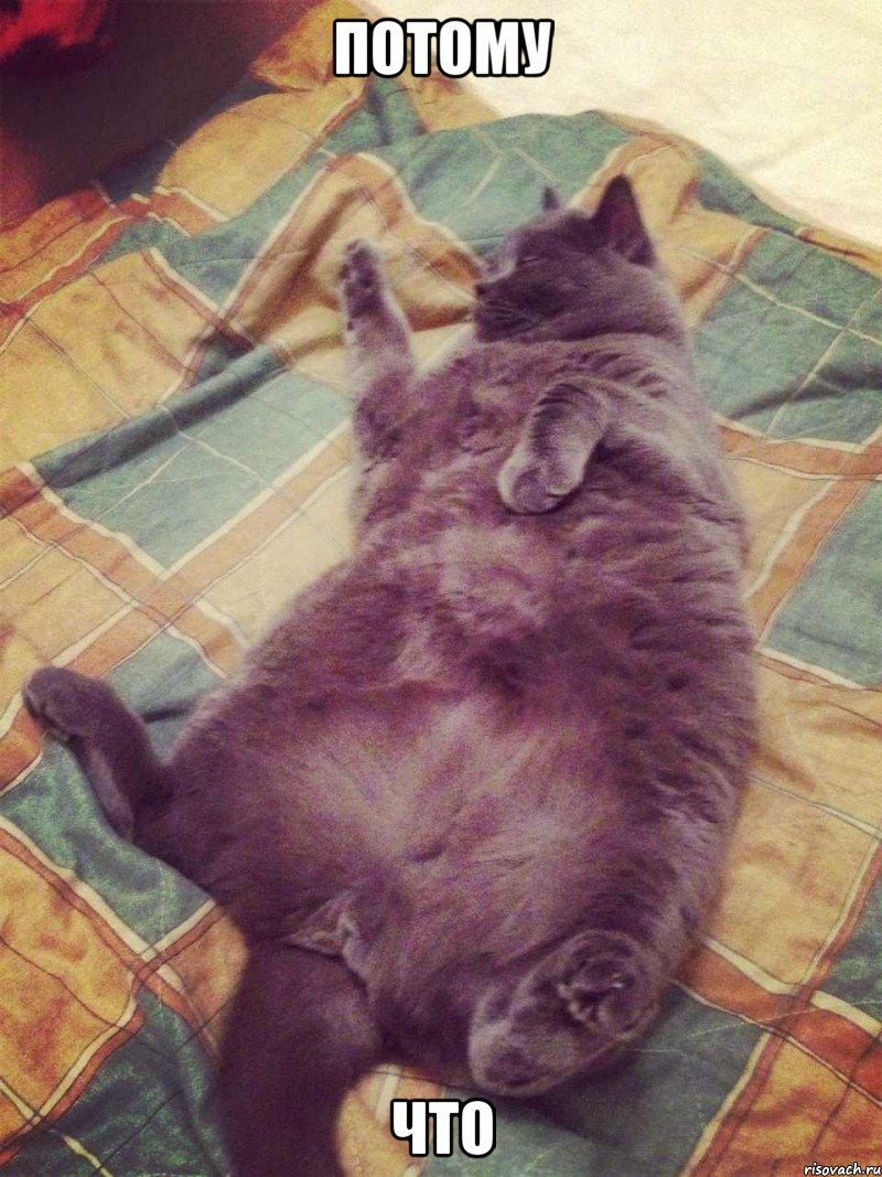 потому что, Мем КотО