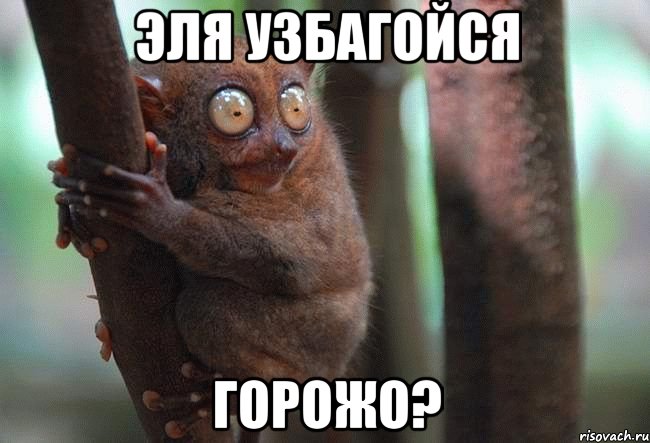 эля узбагойся горожо?