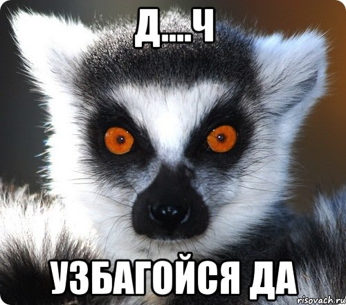 д....ч узбагойся да, Мем лемур