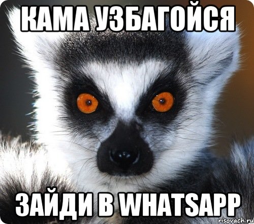 кама узбагойся зайди в whatsapp