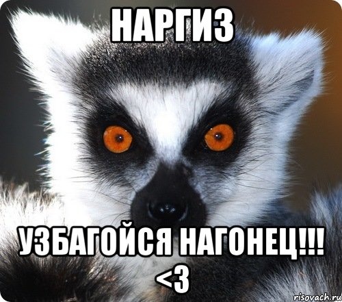 наргиз узбагойся нагонец!!! <3, Мем лемур