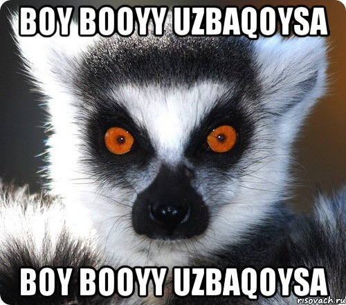 boy booyy uzbaqoysa boy booyy uzbaqoysa, Мем лемур