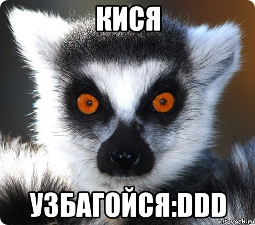 кися узбагойся:ddd, Мем лемур