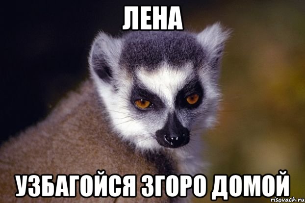 лена узбагойся згоро домой