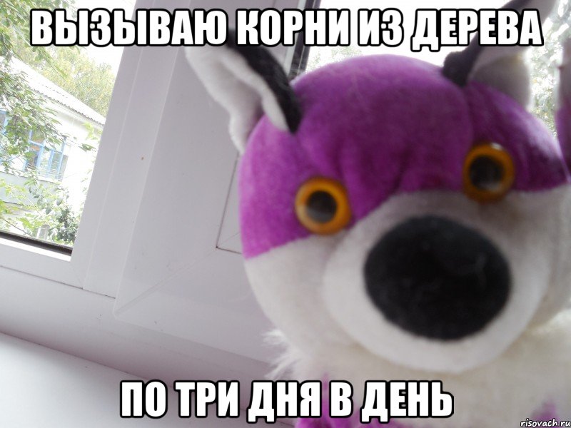 вызываю корни из дерева по три дня в день