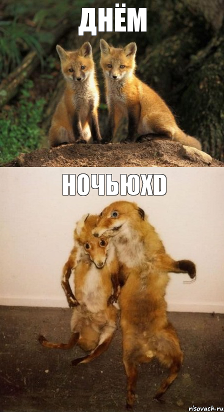 Днём НочьюXD, Комикс Лисицы