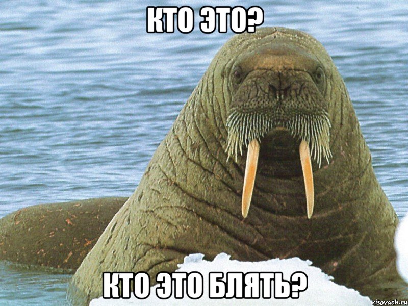 кто это? кто это блять?