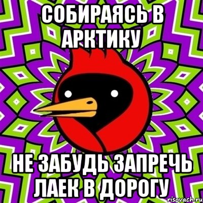 собираясь в арктику не забудь запречь лаек в дорогу, Мем Омская птица