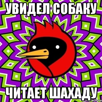 увидел собаку читает шахаду, Мем Омская птица