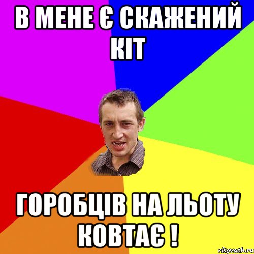 в мене є скажений кіт горобців на льоту ковтає !, Мем Чоткий паца