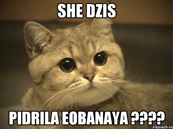 she dzis pidrila eobanaya ???, Мем Пидрила ебаная котик