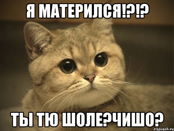 я матерился!?!? ты тю шоле?чишо?, Мем Пидрила ебаная котик