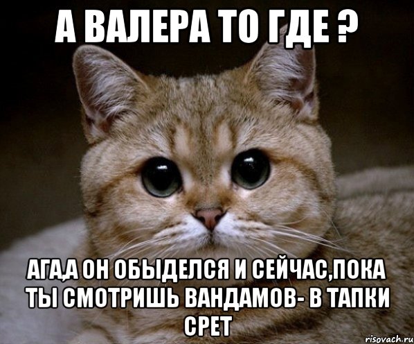 а валера то где ? ага,а он обыделся и сейчас,пока ты смотришь вандамов- в тапки срет, Мем Пидрила Ебаная