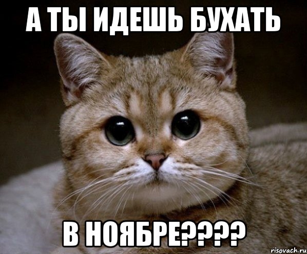 а ты идешь бухать в ноябре???, Мем Пидрила Ебаная