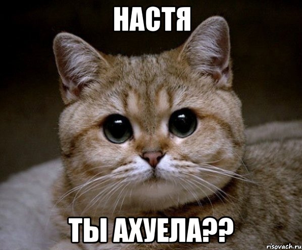 настя ты ахуела??, Мем Пидрила Ебаная