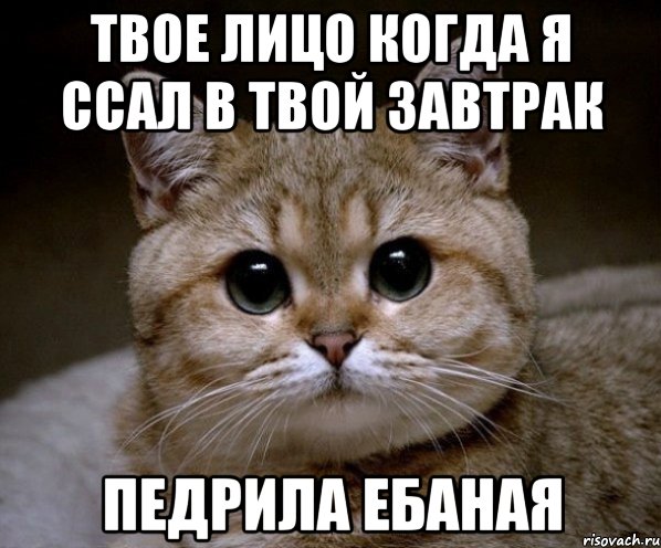 твое лицо когда я ссал в твой завтрак педрила ебаная, Мем Пидрила Ебаная