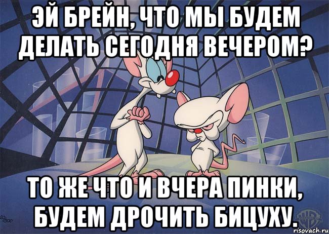 эй брейн, что мы будем делать сегодня вечером? то же что и вчера пинки, будем дрочить бицуху., Мем ПИНКИ И БРЕЙН