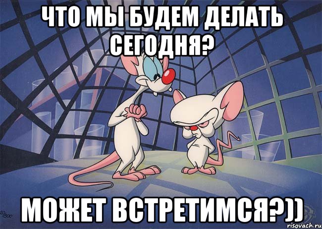 что мы будем делать сегодня? может встретимся?)), Мем ПИНКИ И БРЕЙН