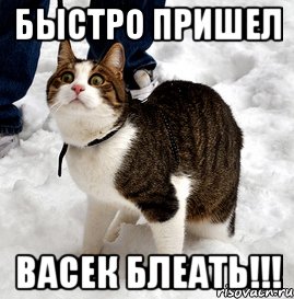 быстро пришел васек блеать!!!, Мем ПРИШЛИ БРОНЬ БЛЕАТЬ