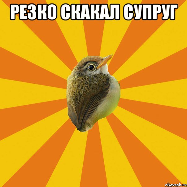 резко скакал супруг , Мем Птичка