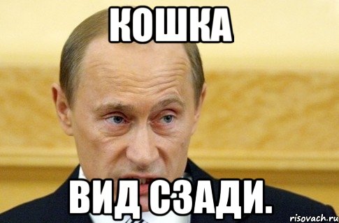 кошка вид сзади., Мем путин