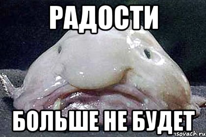 радости больше не будет, Мем Рыба-капля