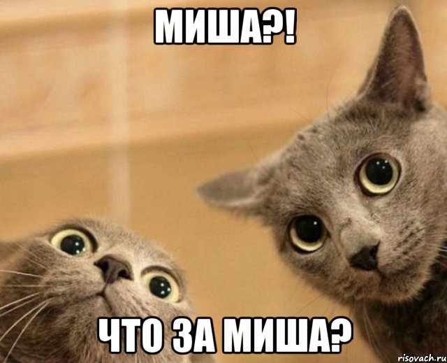 миша?! что за миша?, Мем ШТА